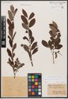Foto von Salix aurita L. x Salix purpurea L.
